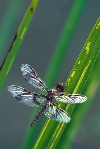 Libellula su foglie d'erba — Foto Stock