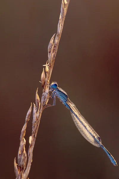 Damselfly on Weed with Dew — Stock Photo, Image