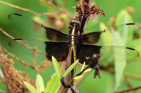 Widow Skimmer Dragonfly Portrait — Stock Photo, Image