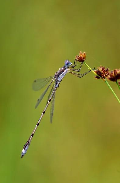 Dragonfly on Stalk — Stock Photo, Image