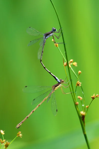 Accoppiamento libellule — Foto Stock