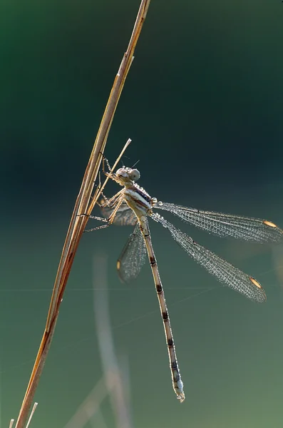 Dragonfly with Dew on Reed — Stock Photo, Image
