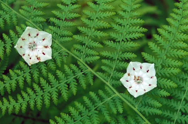 Mountain Laurels and Ferns — Stock Photo, Image