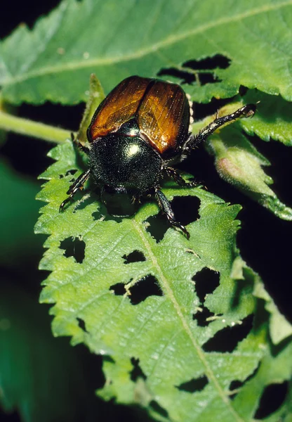 Japanese beetle och förstörda blad Royaltyfria Stockfoton