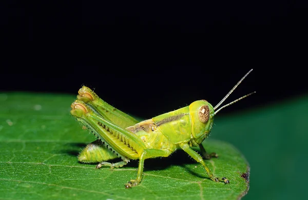 Grasshopper บนใบไม้ รูปภาพสต็อก