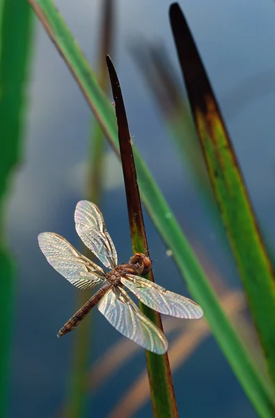 Dragonfly op lisdodde bladeren Stockfoto