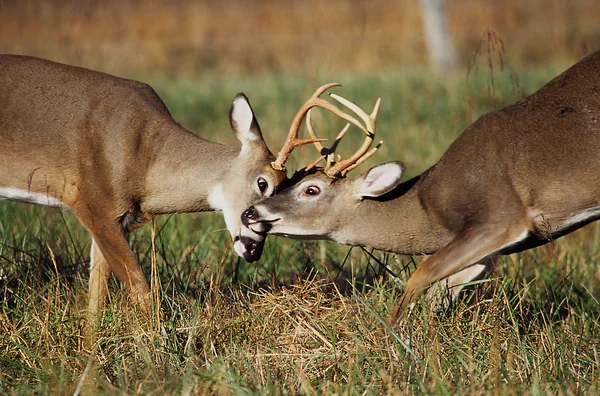 White Tailed Deer Bucks Sparring Stock Picture