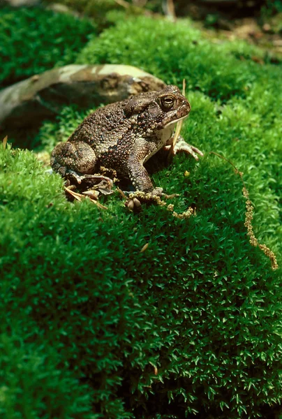 American Toad on Mossy Hill Stock Image