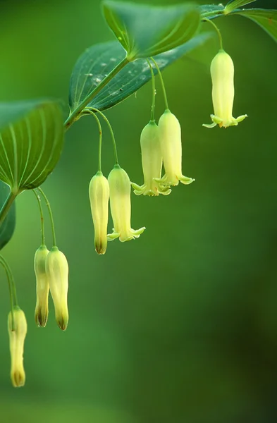Solomon's Seal Flowers Royalty Free Stock Images