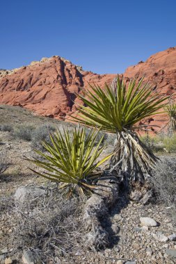 Mojave yucca red rock canyon at