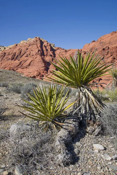 Mojave Юкка в червоний Каньйон Ліцензійні Стокові Фото