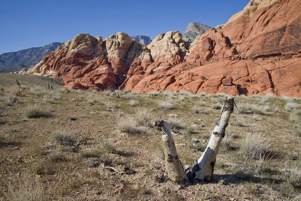 Mojave yucca red rock canyon at — Stok fotoğraf