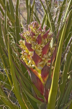 Mojave yucca red rock canyon at