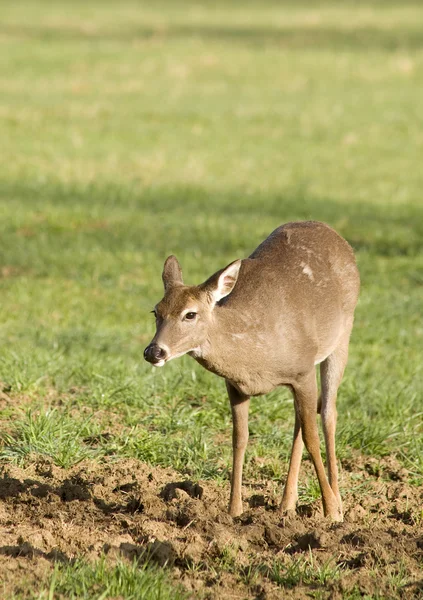 White Tailed Deer in Field — Stock Photo, Image