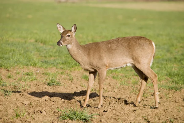 White Tailed Deer in Field — Stock Photo, Image