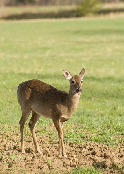 White Tailed Deer in Field — Stock Photo, Image