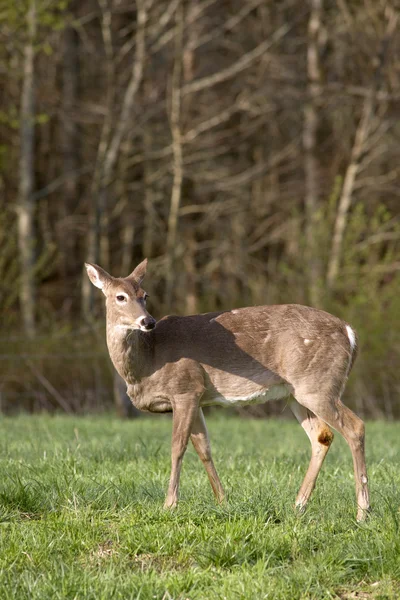 White Tailed Deer in Field — Stock Photo, Image