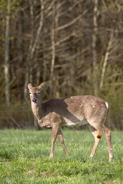 Weißschwanzhirsche im Feld — Stockfoto