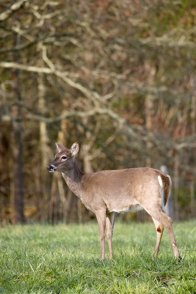 White Tailed Deer in Field