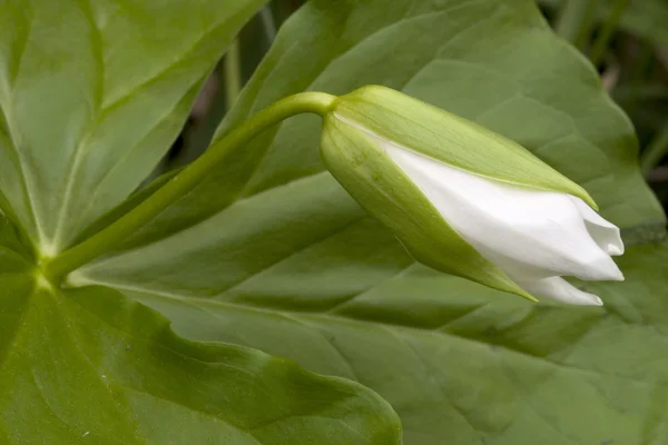 Flor de Trillium — Fotografia de Stock