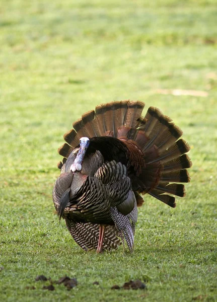 Wild Turkey Spreading Tail Stock Image