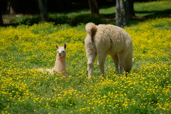 Llama y Joven — Foto de Stock