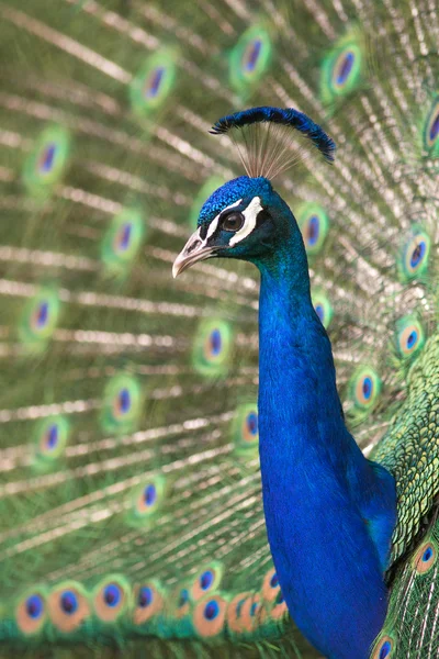 Peacock porträtt — Stockfoto