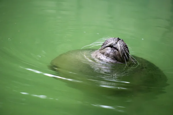 Piel divertida pegó el hocico de agua verde —  Fotos de Stock