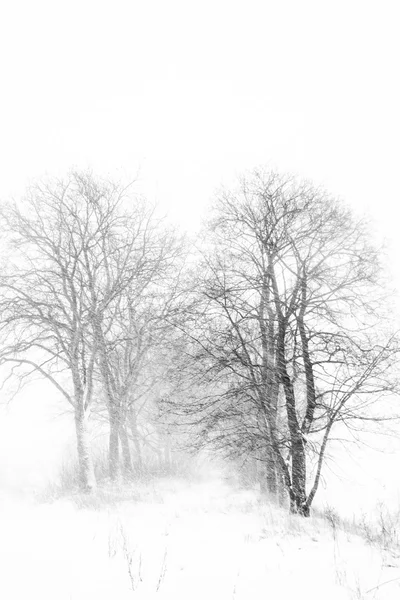 Winter storm — Stock Photo, Image