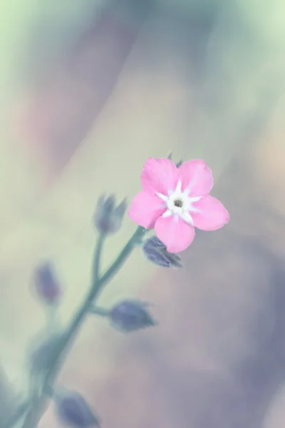 Blumen im Sommer — Stockfoto