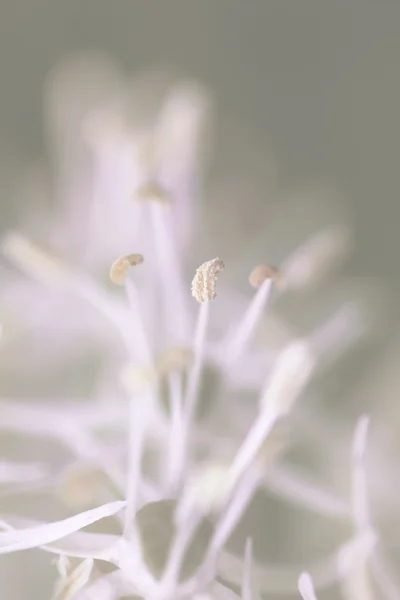 Blumen im Sommer — Stockfoto