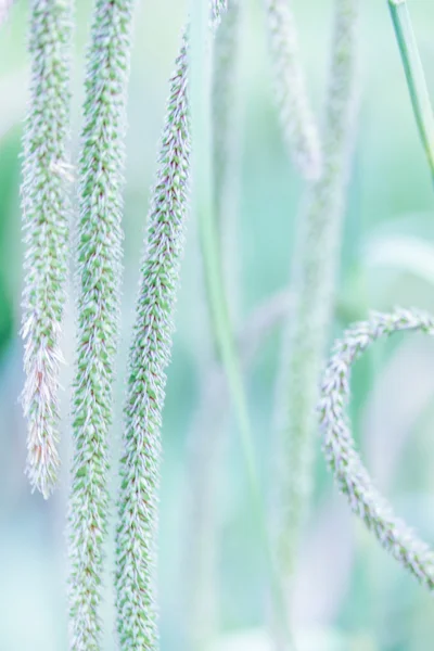 Planta en el jardín — Foto de Stock