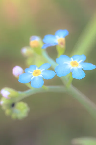 Blommor på sommaren — Stockfoto