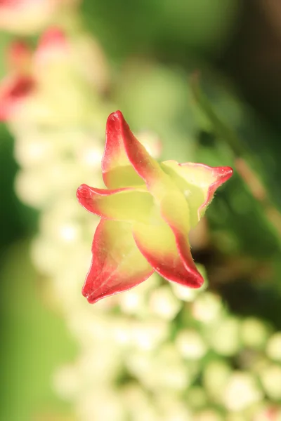 Fleurs en été — Photo