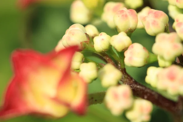 Flores no verão — Fotografia de Stock