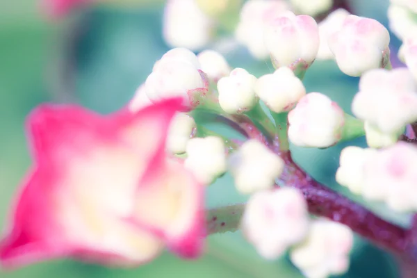 Flores no verão — Fotografia de Stock