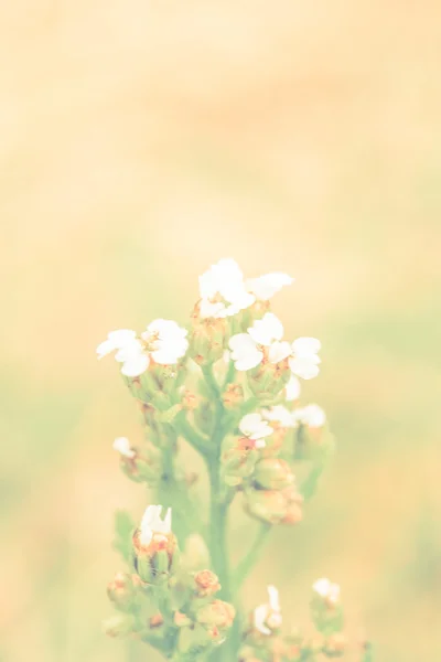 Цветы летом — стоковое фото