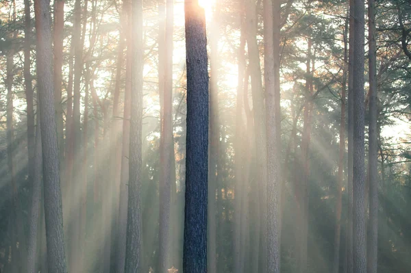 Morgen im Herbst — Stockfoto