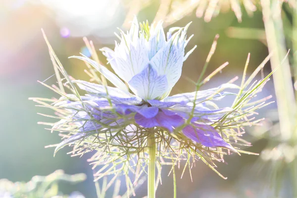 Квіти влітку — стокове фото