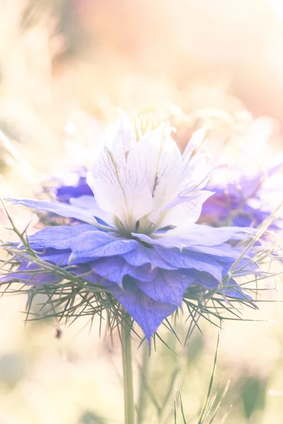 Fleurs en été — Photo