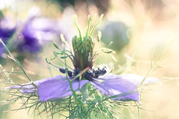 Blumen im Sommer — Stockfoto