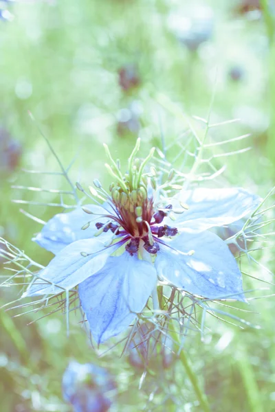 Blumen im Sommer — Stockfoto