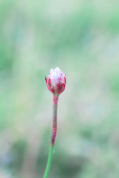 Blumen im Sommer — Stockfoto