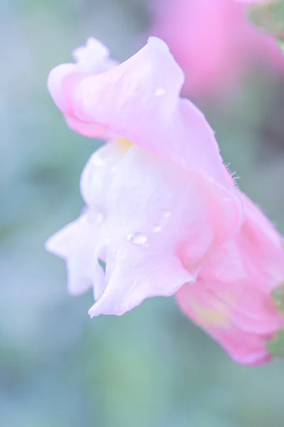 Цветы летом — стоковое фото