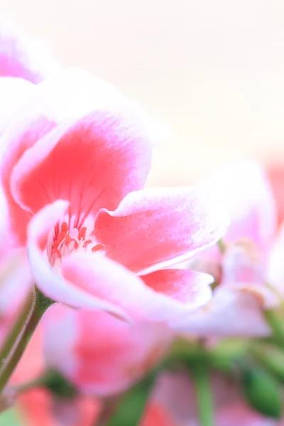 Fleurs en été — Photo