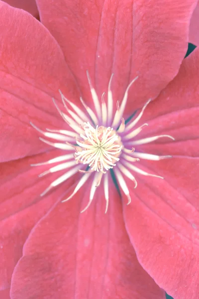 Blumen im Sommer — Stockfoto