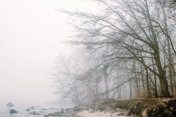 Lake bank — Stock Photo, Image