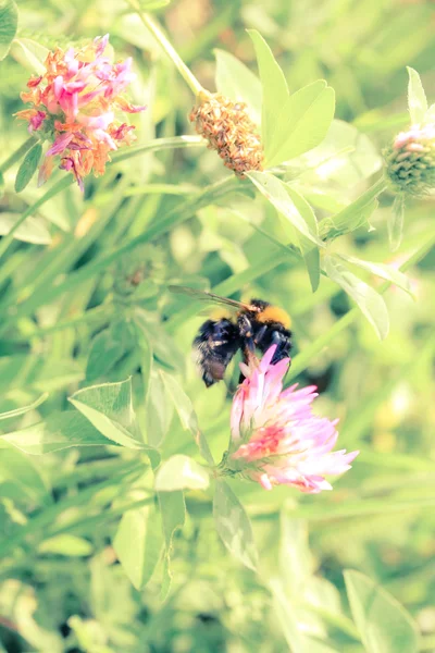 Poder da flor — Fotografia de Stock