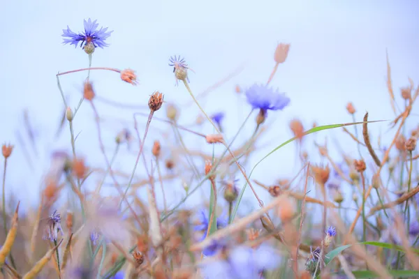 Blumen im Sommer — Stockfoto