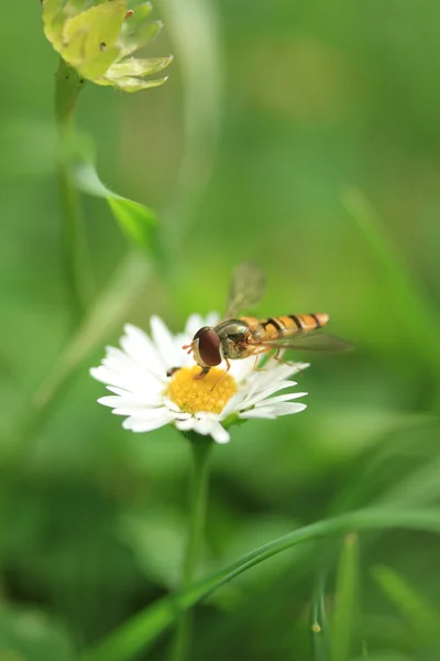 Flores en el verano — Foto de Stock